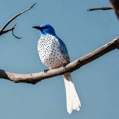 a blue and white bird sitting on top of a tree branch next to a dead twig