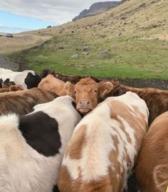 a herd of cattle standing on top of a lush green hillside next to a road