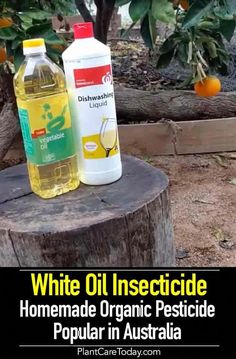 two bottles of oil sitting on top of a tree stump in front of an orange tree