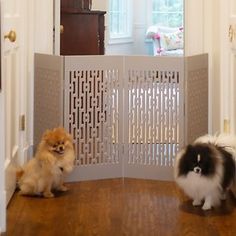 two small dogs are standing in front of a screen door that opens to the living room