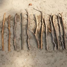 several branches are laid out on the sand and one is missing its leafless limbs