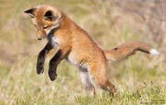 a little fox jumping up into the air