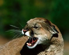 a close up of a cat with its mouth open