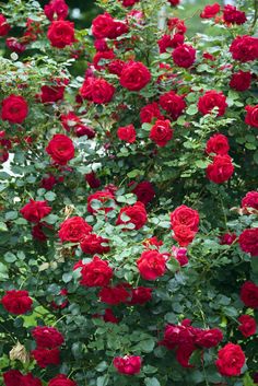 red roses are blooming in the garden