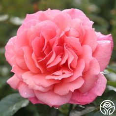 a pink rose with water droplets on it's petals