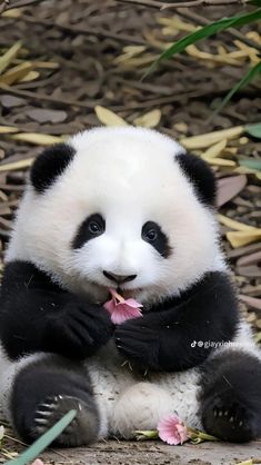 a panda bear is sitting on the ground eating some food with its paws and mouth open