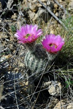 two pink flowers are growing out of a cactus in the desert with rocks and grass