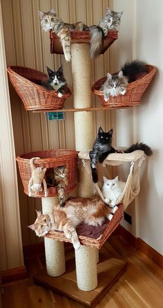 Transform your home into a cat's paradise with a tree from Amazon. Trust us, buy now! Săpunuri Handmade