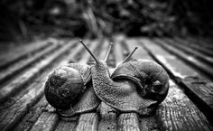 two snails sitting on top of each other on a wooden bench in black and white