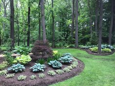 a garden with lots of green plants and trees in the back ground, surrounded by mulch