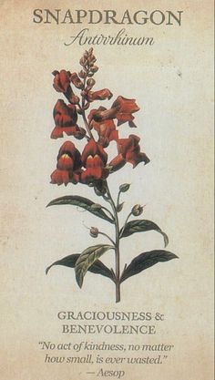 an image of a card with flowers on it that says snapdragon aquariann