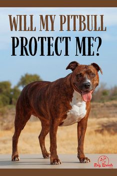 a brown and white pitbull standing on top of a dirt road with the words will my pitbull protect me?