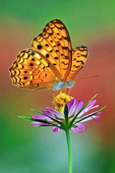 two butterflies sitting on top of a purple flower