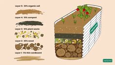 an illustrated diagram shows the layers of soil and plants in different stages of growth, from seed to plant