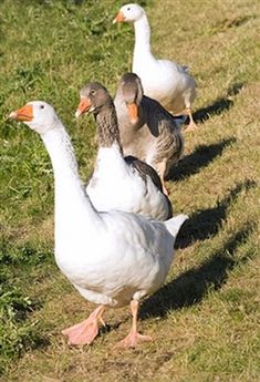 Raising Geese, Goose House, Raising Ducks, Raising Farm Animals, Mini Farm, Garden Animals, Duck Duck, Poultry Farm, Chicken Farm