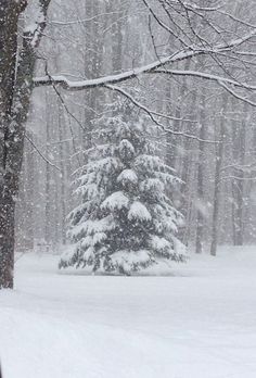 a person on skis is standing in the snow near a tree and some trees