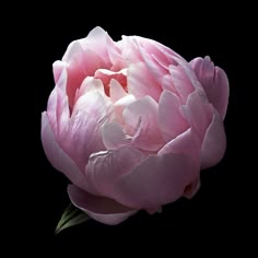 a pink flower with white petals on a black background