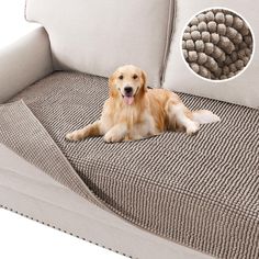 a brown dog laying on top of a bed next to pillows