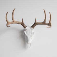 an animal's head is mounted on the wall with antlers in front of it