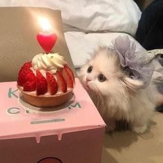 a small white kitten sitting next to a cake with strawberries on it and a lit candle