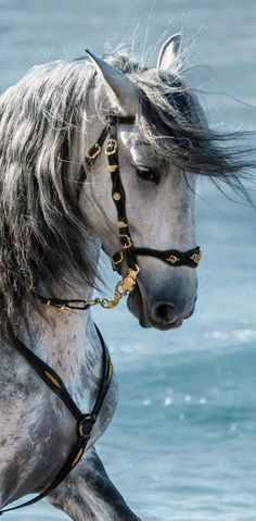 a gray horse standing in the water with its head turned to look like it is galloping