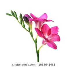 two pink flowers with green stems against a white background