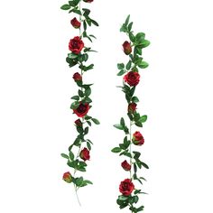 two red roses with green leaves are hanging from the stems in front of white background