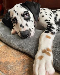 a dalmatian dog laying on top of a pillow