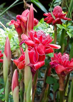 red flowers are blooming in the garden stock photo - 959782