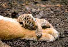 a cat laying on its back in the dirt