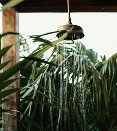 a shower head with water coming out of it in front of palm trees and greenery