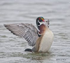 a duck flaps its wings while swimming in the water on a rainy day with snow falling