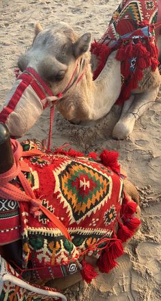 two camels sitting in the sand with blankets on them