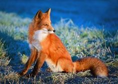 a red fox sitting in the grass looking at something