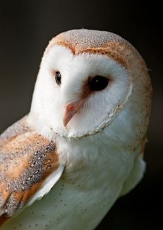 an owl with brown and white markings on it's face