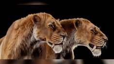 two lions standing next to each other on a black background