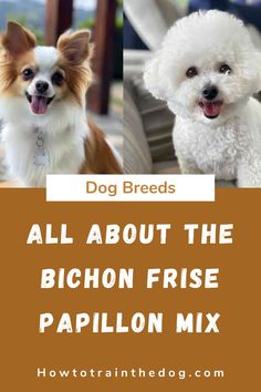 two small white dogs standing next to each other with the words, all about the bichon frise papillon mix