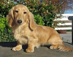 a brown dog sitting on top of a black table next to bushes and shrubbery