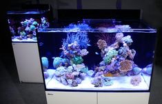 two fish tanks filled with different types of corals