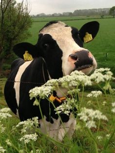 a black and white cow with tags on its ears standing in the middle of a field