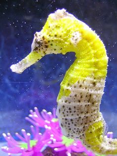 a yellow sea horse in an aquarium with purple corals and other marine life around it