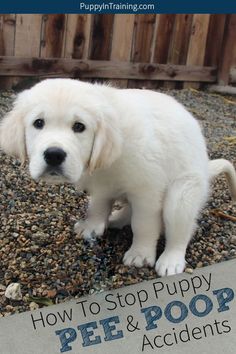 a white puppy standing on top of gravel next to a wooden fence with the words how to stop puppy pee and poop