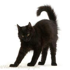 a black cat is standing in front of a white background and looking at the camera