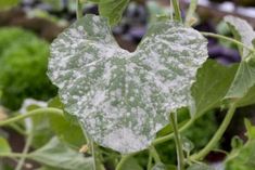 a heart shaped leaf with white spots on it