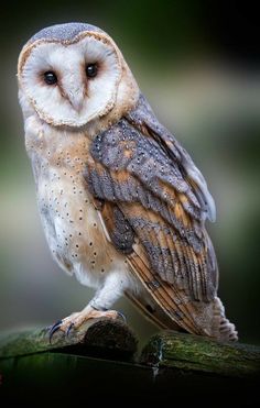 an owl sitting on top of a tree branch