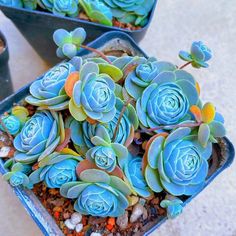 two blue planters filled with succulents on top of a cement floor