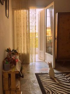 a white cat sitting on top of a rug in front of a doorway with curtains