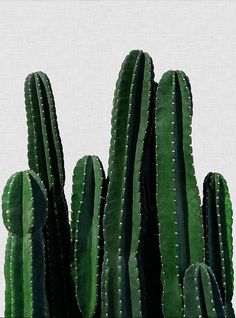 a group of green cactus plants against a white background