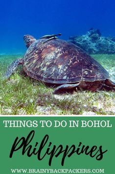 a turtle swimming in the ocean with text that reads things to do in bohol philippines