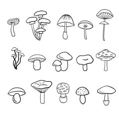 a bunch of different types of mushrooms on a white background